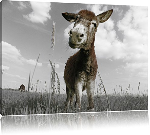 Pixxprint Esel im Feld, Größe: 60x40cm, Leinwandbild, fertig gespannt, Wandbild, Dekoration, Kunstdruck, kein Poster