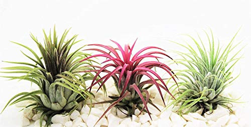 Plantas de aire Tillandsia x 3 – Ionantha rojo, verde y rubra – Planta viva para terrario, vivero, oficina, casa, decoración de plantas