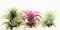 Plantas de aire Tillandsia x 3 – Ionantha rojo, verde y rubra – Planta viva para terrario, vivero, oficina, casa, decoración de plantas