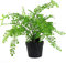 Leaf Design UK Realistic Large Artificial Foliage Plant with Pot Palm, 50cm, AZ-FOLIAGE
