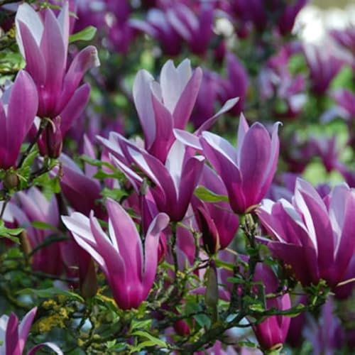 Magnolia liliiflora 'Nigra' – Magnolia liliiflora 'Nigra' – 50-60 C – 50-60 cm pot | Pétales violet foncé, port buissonnant