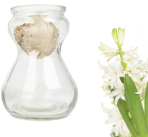 Bunte Hyazinthen Blumenzwiebeln im Glas - mehrjährig winterhart - echte Pflanzen in Glasvasen für Tischdeko - Frühblüher Steckzwiebeln in verschiedenen Farben erhältlich (1x Weiß)