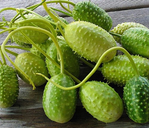 Antillengurke 10 Samen, Indische Gurke (Cucumis anguria)