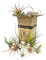 Garden Center Shop | Pack 5 Tillandsias Variadas Naturales | Claveles del Aire | Plantas Aéreas para Terrarios y Decoración | Bajo Mantenimiento