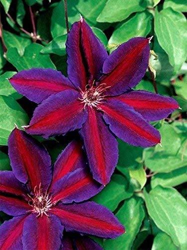 Go Garden 25 Lila, Rot, Clematis Samen Große Bloom Klettern Staudengarten-Blumen
