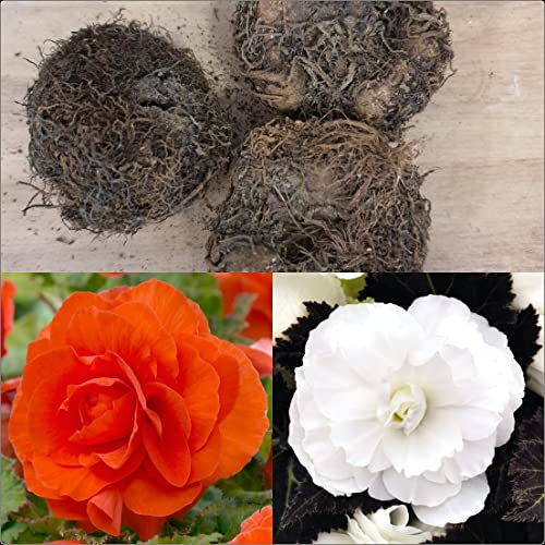 Begonia Non-Stop Double Tubers/Corms White and Orange x 6 Summer Flowering by Growtanical®