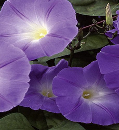 Trichterwinde Ipomea Himmelblau Höhe bis 250 cm