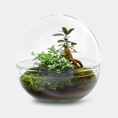 Biodome Bonsai – 30 cm Flaschengarten aus Glas für modernes Design und Zen-Atmosphäre – Pflegeleichtes Pflanzenarrangement für stilvolle Innenräume