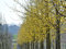 Hartriegel 'Kornelkirsche' - Cornus mas - Containerware, 60-100 cm hoch - Garten von Ehren®