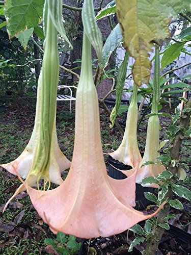 Portal Cool Brugmansia Sunset Variegato Angelo Tromba 6 Semi