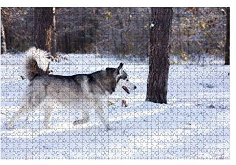 Jigsaw Puzzle 1000 Stück Sibirischer Husky Läuft Im Winter 1000 Stück Puzzle Große Puzzles Einzigartiges Design Puzzle Schwer Jungen Tiere Puzzles