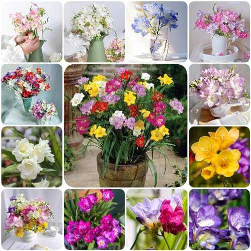 3 pcs freesien blumenzwiebeln zwiebeln - blumenzwiebeln frühblüher blumendeko pflanzendeko wanddeko pflanzen gartenpflanzen winterhart bonsai topf hydrokultur pflanzen bienen geschenk