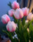 Tulpen Zwiebeln Gartendekoration Bunte Tulpenzwiebeln Winterhart
