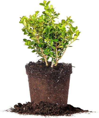 Boj Natural - Buxus - Planta de Exterior Resistente Perfecta para Setos y Jardines