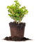 Boj Natural - Buxus - Planta de Exterior Resistente Perfecta para Setos y Jardines