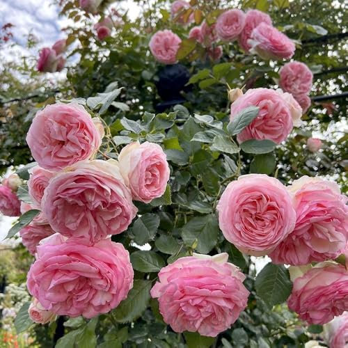 Peter Beales Roses UK Eden Rose '88, Climbing Rose, 240cm x 180cm, Creamy-White and Pink Double Flowers