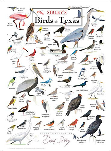 Earth Sky + Water - Sibley's Birds of Texas - Poster