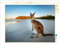 CALVENDO Puzzle Känguru | 1000 Teile Lege-Größe 64 x 48 cm Foto-Puzzle für glückliche Stunden