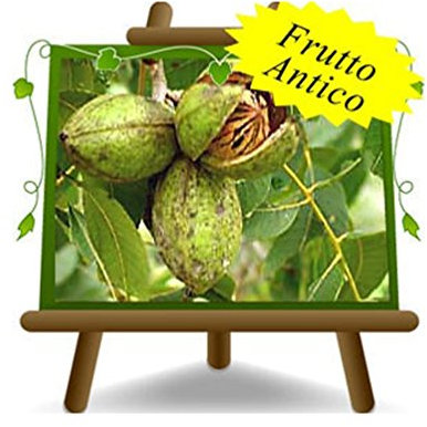 Walnussbaum Walnuss Pecan Cheyenne - Obstpflanzen antik auf Blumentopf einer Vase von 20 - Baum max 90 cm – 2 Jahre Anbau Italien
