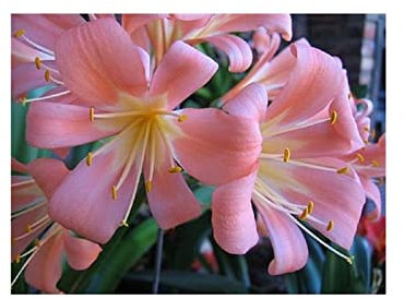 Stk - 1x Clivia miniata 40 Pink rosa pfirsichpastell Pflanzen - Samen/Bulbs B1986 - Seeds & Plants Shop by Ipsa