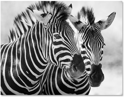 wandmotiv24 Leinwandbild Schwarz-Weiß, Zebra M0553