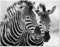 wandmotiv24 Leinwandbild Schwarz-Weiß, Zebra M0553