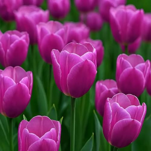Gemischte Tulpen in seltenen Farben, winterharte Stauden, perfekt für Gärten und als Innendekoration, pflegeleicht und farbenfroh-3 Wurzel-F