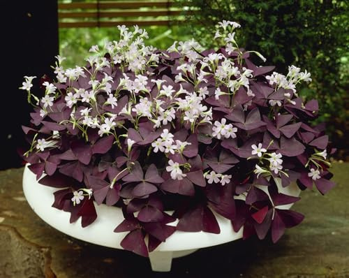 10 X Oxalis Triangularis - Bulbi Oxalis Triangularis (10)