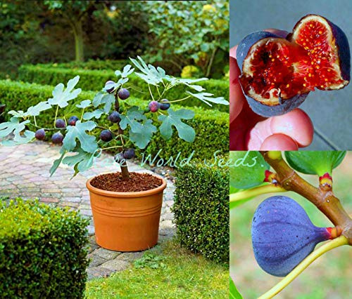 Portal Cool Nano Higuera Ficus Carica Blu Fig 'Brogiotto' interior o esterno! semi