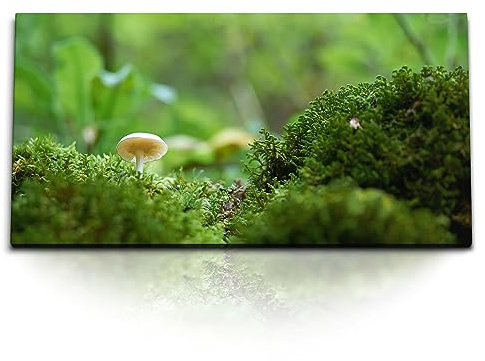 Paul Sinus Kunstdruck Bilder 120x60cm Kleine Pilz am Wald Natur Waldboden Grün