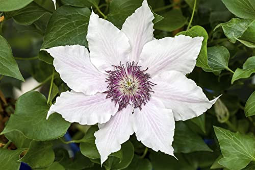 Clematis Hybride 'Snow Queen' 60-100 cm - Waldrebe, weiße Blüten, Blütezeit Mai-Juni, ideal für Rankgerüste, bienenfreundlich, winterhart