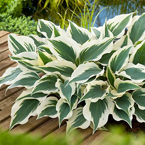 10 x Hosta sieboldiana 'Wide Brim‘ im 1 Liter Topf (Staude/Winterhart/Bodendecker/Mehrjährig) Funkie, Herzblatt-Lilie - Ein Blattkunstwerk in Grün und Gold - von Stauden Gänge