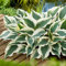 10 x Hosta sieboldiana 'Wide Brim‘ im 1 Liter Topf (Staude/Winterhart/Bodendecker/Mehrjährig) Funkie, Herzblatt-Lilie - Ein Blattkunstwerk in Grün und Gold - von Stauden Gänge