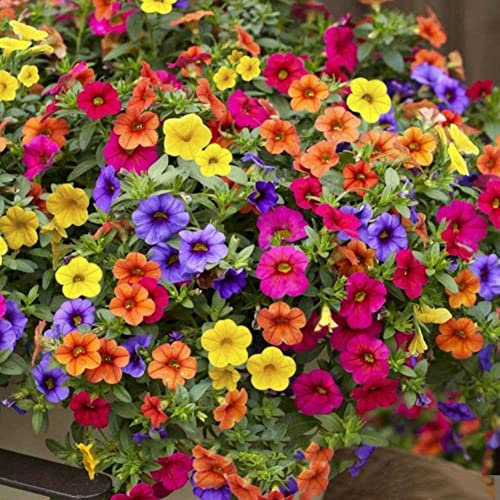 Haloppe 100 Unids Petunia Flores Semillas de Plantas para la Plantación de Jardín en Casa, Colgando Semillas de Petunia Mixtas Flor Planta Hogar Jardín Balcón Bonsai Decoración Semillas de petun