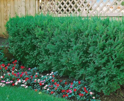 Taxus cuspidata 150–175 cm – Immergrün, Winterhart, Pflegeleicht – Japanische Eibe – Heckenpflanze & Formgehölz für Garten & Sichtschutz
