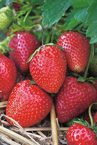 Erdbeere Praline®' - Fragaria x ananassa - mittelfrüh, ertragreich, durchgefärbt dunkelrot, mittelgroß bis groß, gut kelchmösend, süße Früchte