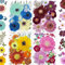 269 ​​Stück getrocknete gepresste Blumen für Kunstharz-Bastelarbeiten – YouthBro Set aus echten Naturblumen mit Schmetterlingsaufklebern für DIY-Schmuck Iridescent