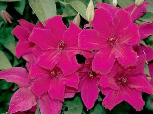 25 Dark Pink Clematis Semi Grande Bloom Arrampicata perenne Flower Garden