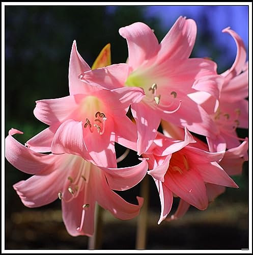 Lilien zwiebeln –Pflanzen Extrem kältebeständig Lilienzwiebeln Leuchtende Farben lilium asiaticum