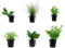 Tropica Nano Set mit 6 einfachen kleinen Topf Pflanzen Aquariumpflanzenset Nr.5 Wasserpflanzen Aquarium Aquariumpflanzen