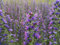 500 deutsche Samen vom Natternkopf (lat. Echium vulgare) auch bekannt unter Blauer Heinrich, zweijährige lila Pflanze, besonders bei Schmetterlingen und Bienen beliebte winterharte Blume