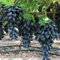 Tafeltraube Weintrauben Kernlos Winterhartes,Weinreben Winterhart,Tafel-Trauben,Trauben Kernlos Pflanzen Winterhart Traubenwurzel Pflanze,Lebende Pflanzen,Weinreben,-1 Weinreben pflanzen-G