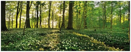 Wallario Memoboard aus Glas mit Motiv, Magnet-Tafel in 32 x 80 cm in Premium Qualität Waldanemonen und Sonnenstrahlen im Wald