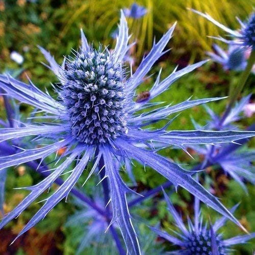 200 Samen - Seestechpalmen Blau Blumensamen (Eryngium Planum)