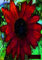 Moulin Rouge Sunflower Journal