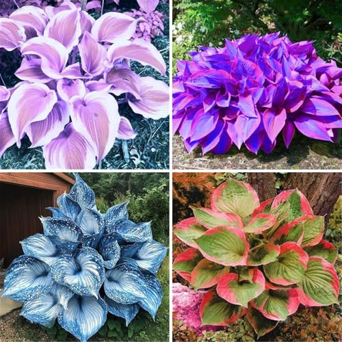 Winterharte Hosta - Funker mit stabilen Wurzeln | Hochwertig-4 Hosta knolle-I