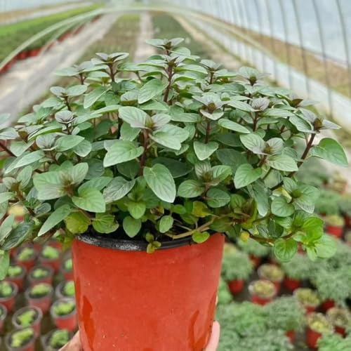 350 piezas semillas de menta perenne resistente - semillas decoración de menta, interior
