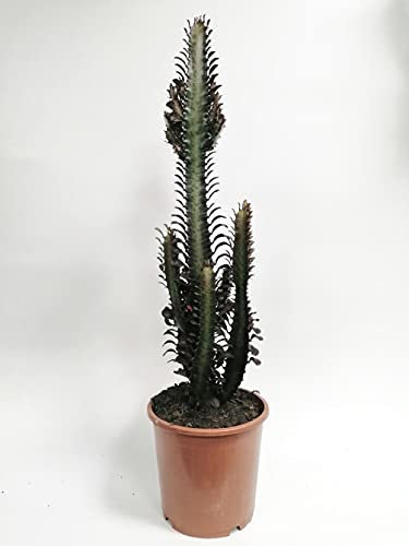 XL Euphorbia TRIGONA RUBRA - Desert Candle Cactus - Indoor House Plant in 17cm Pot 60-70cm Tall