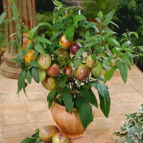 Pianta di melone pera | Melone Pera Pianta, Semi Colonna Alberi Da Frutto Regali, Pianta Da Appartamento Semi Succulenti, Regali Sostenibili Piante Da Interno - 40 Pz