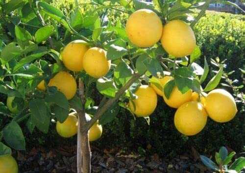 ALBERO DI LIMONE MAYER FITOCELLA O VASO 18/20 CM